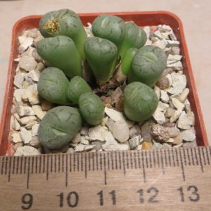 conophytum minimum seitulum