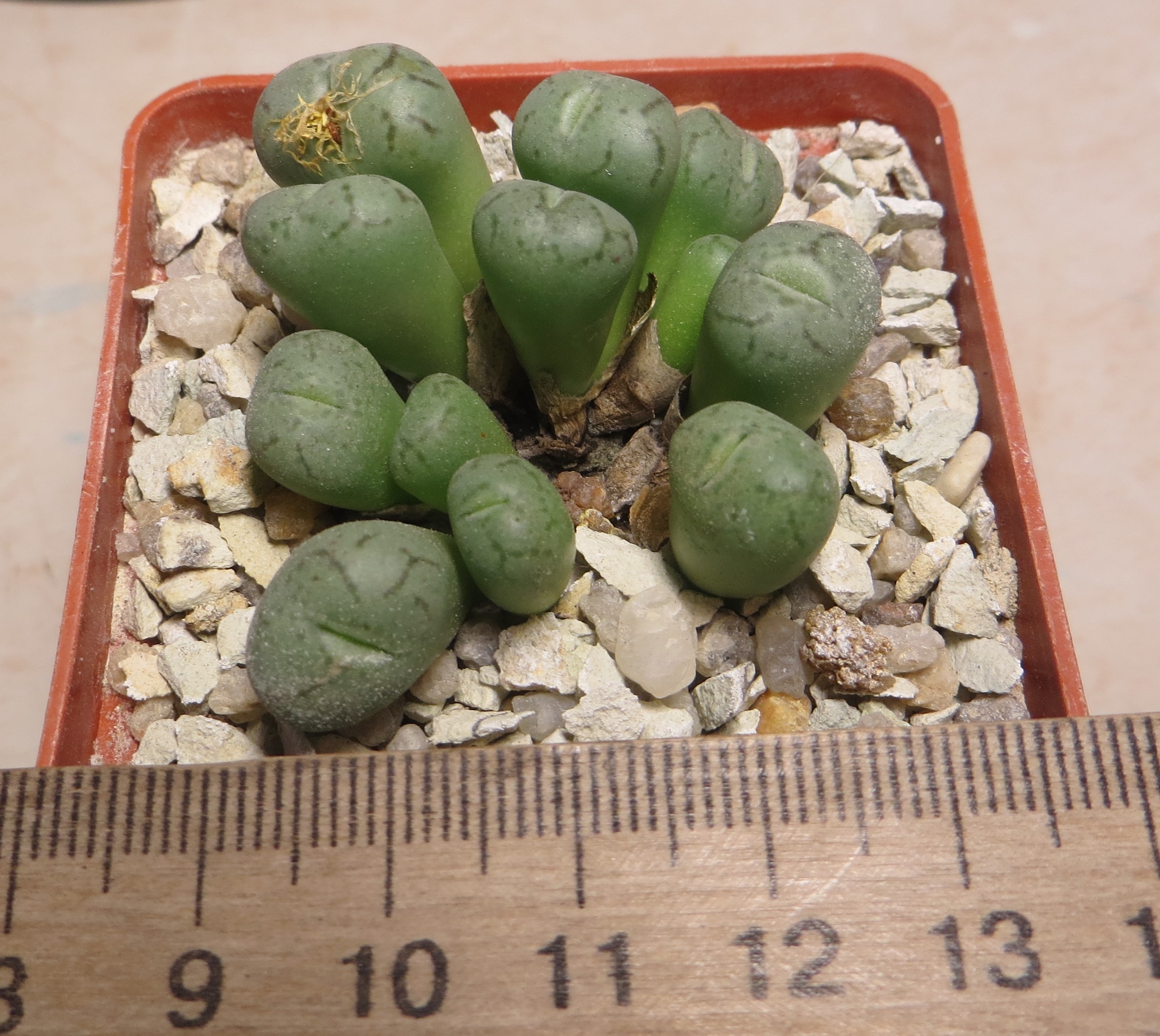 conophytum minimum seitulum