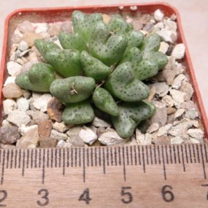 conophytum tantillum SB 1191