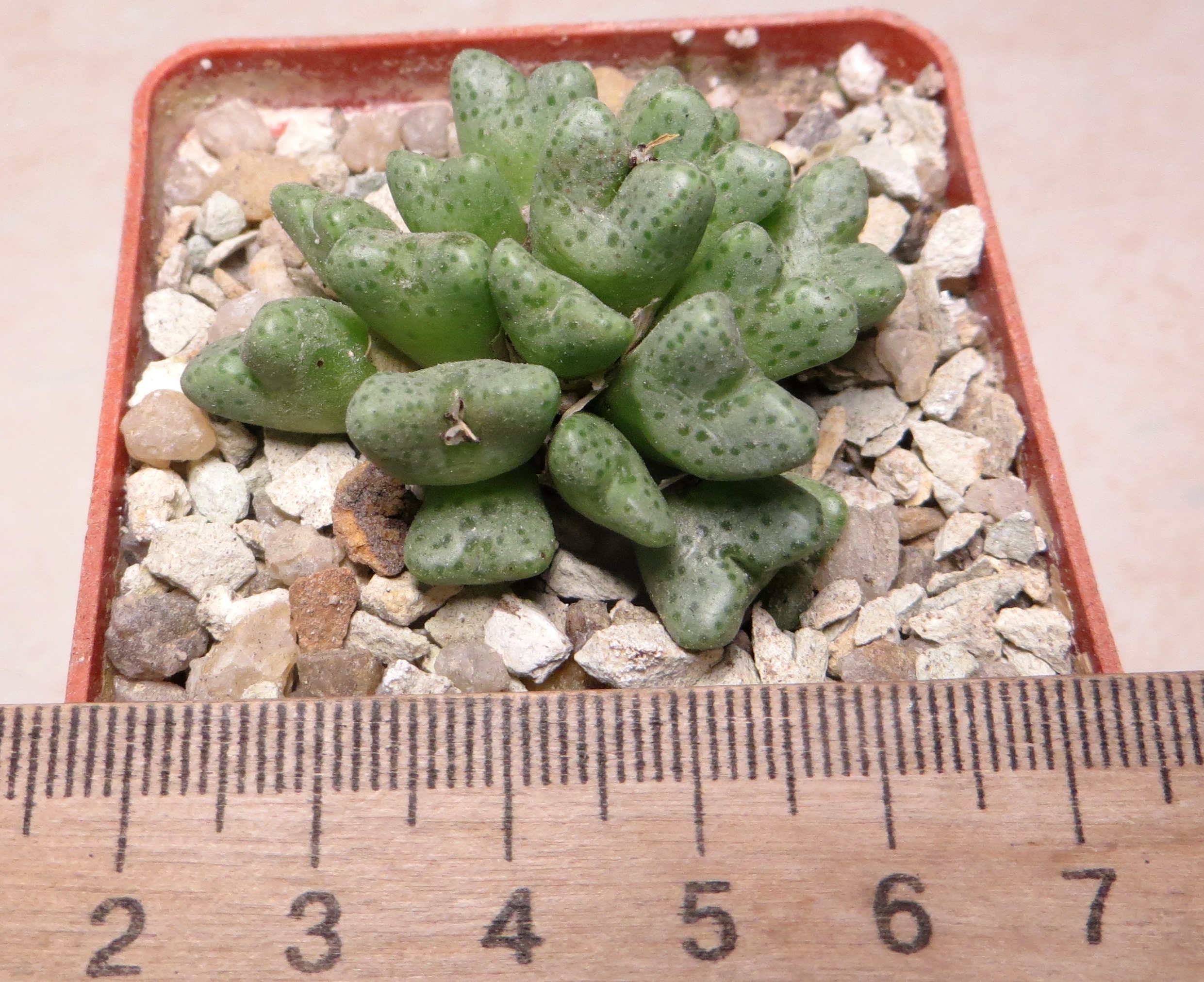 conophytum tantillum SB 1191