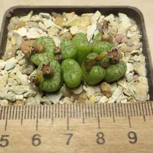 conophytum obcordellum multicolor SB 1193