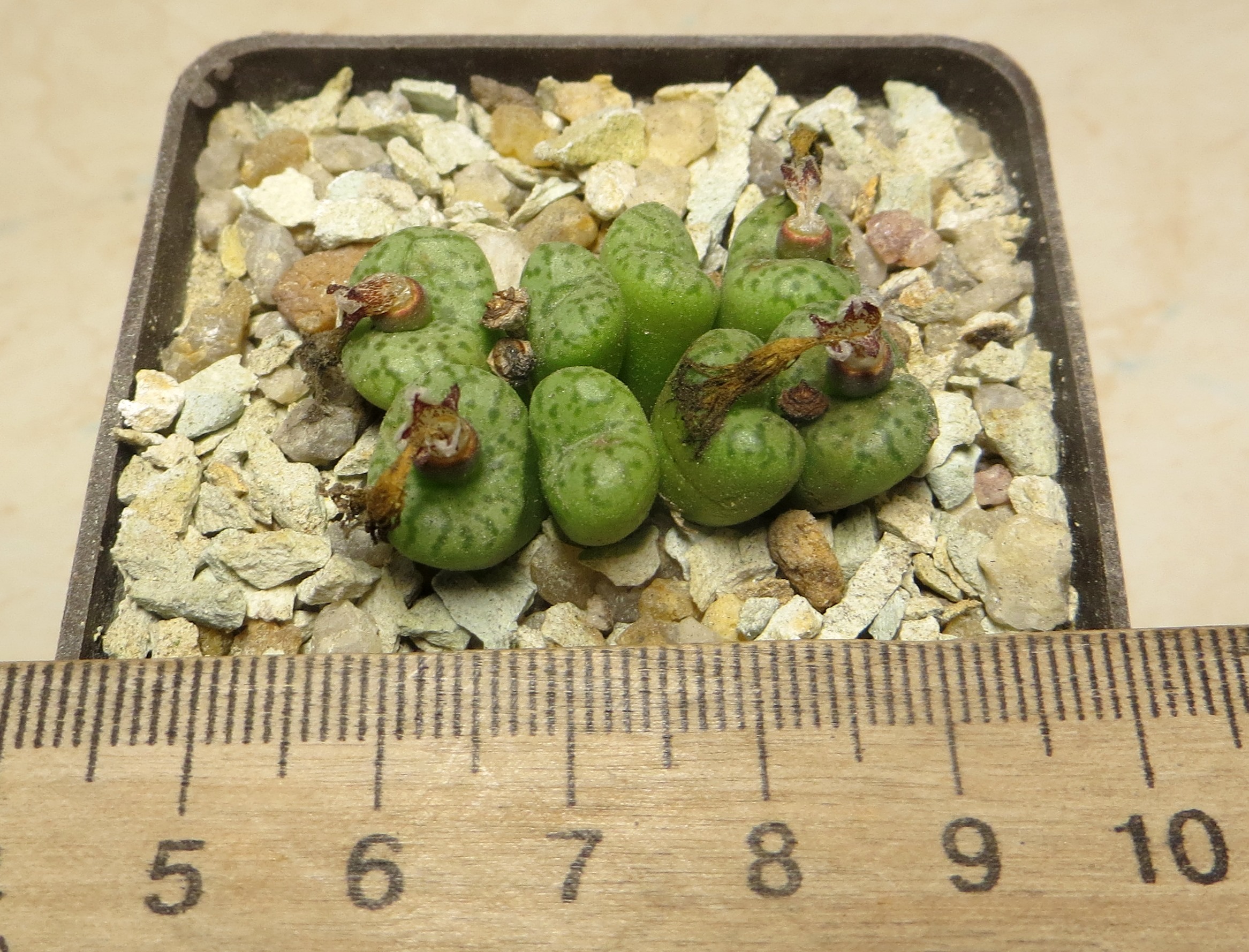 conophytum obcordellum multicolor SB 1193
