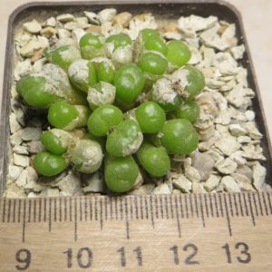 conophytum ectypum Aribes