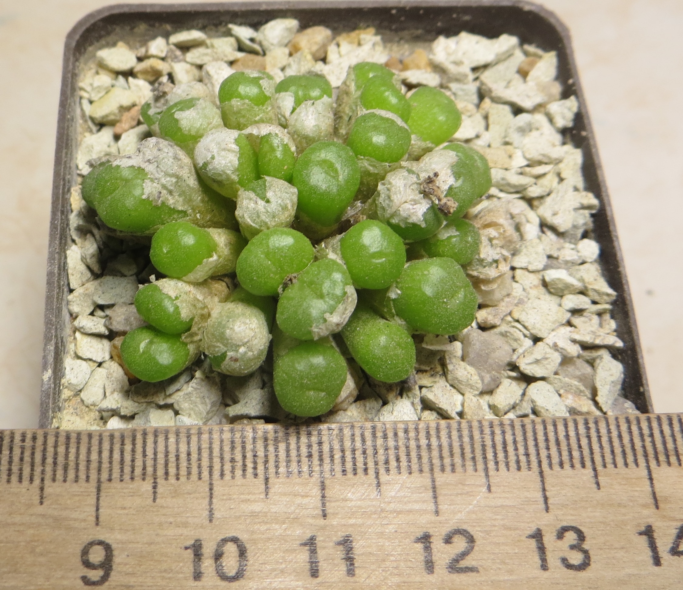 conophytum ectypum Aribes