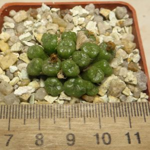 conophytum ectypum Aribes