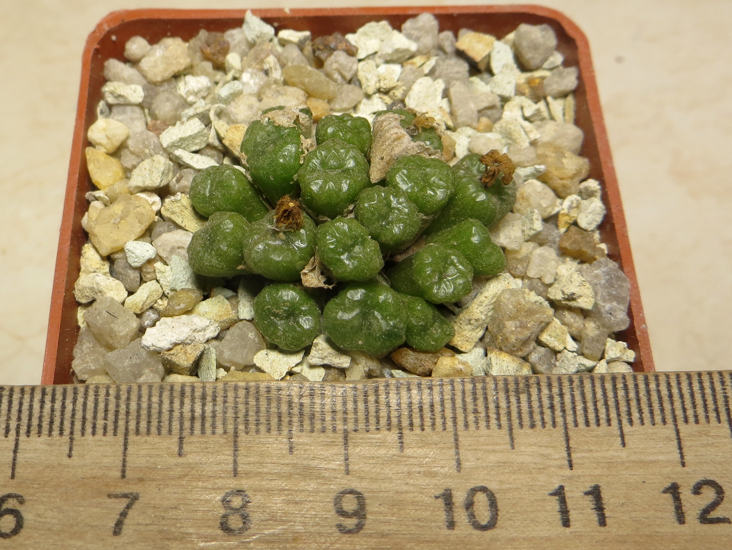 conophytum ectypum Aribes