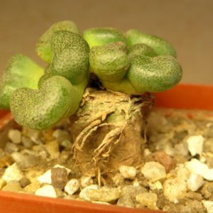 aloinopsis schooneesii caudex