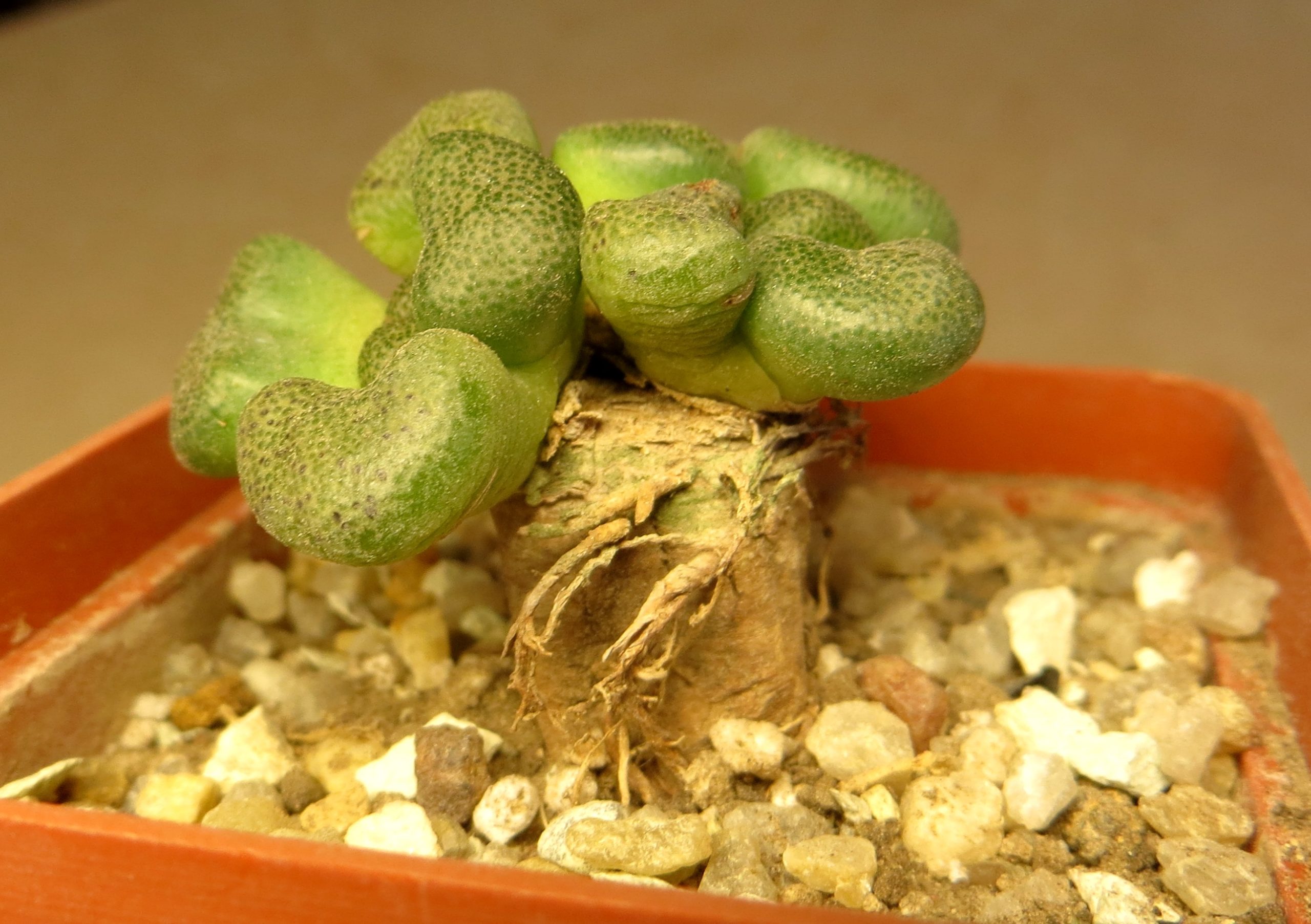 aloinopsis schooneesii caudex