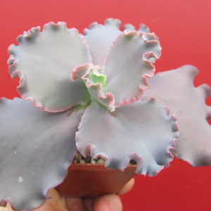 Echeveria   Silveron Red