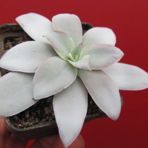 Echeveria   Cante