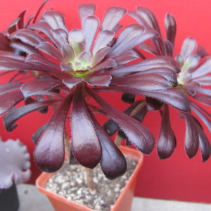 Aeonium   Schwarzkopf
