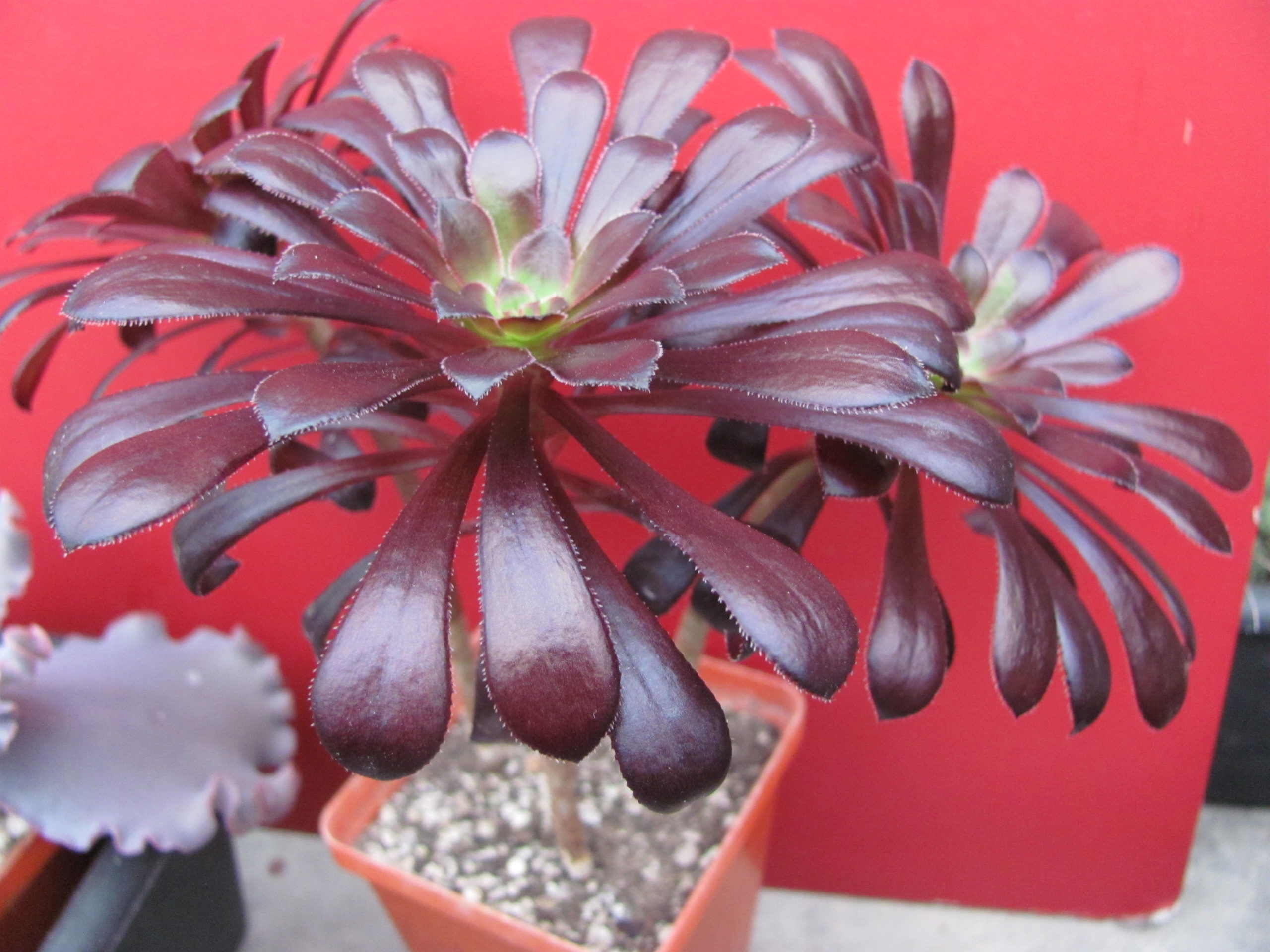 Aeonium   Schwarzkopf