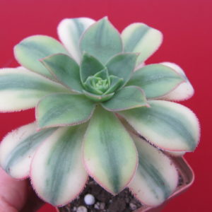 Aeonium   Florescens