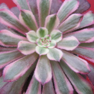Aeonium   Mardi  Gras