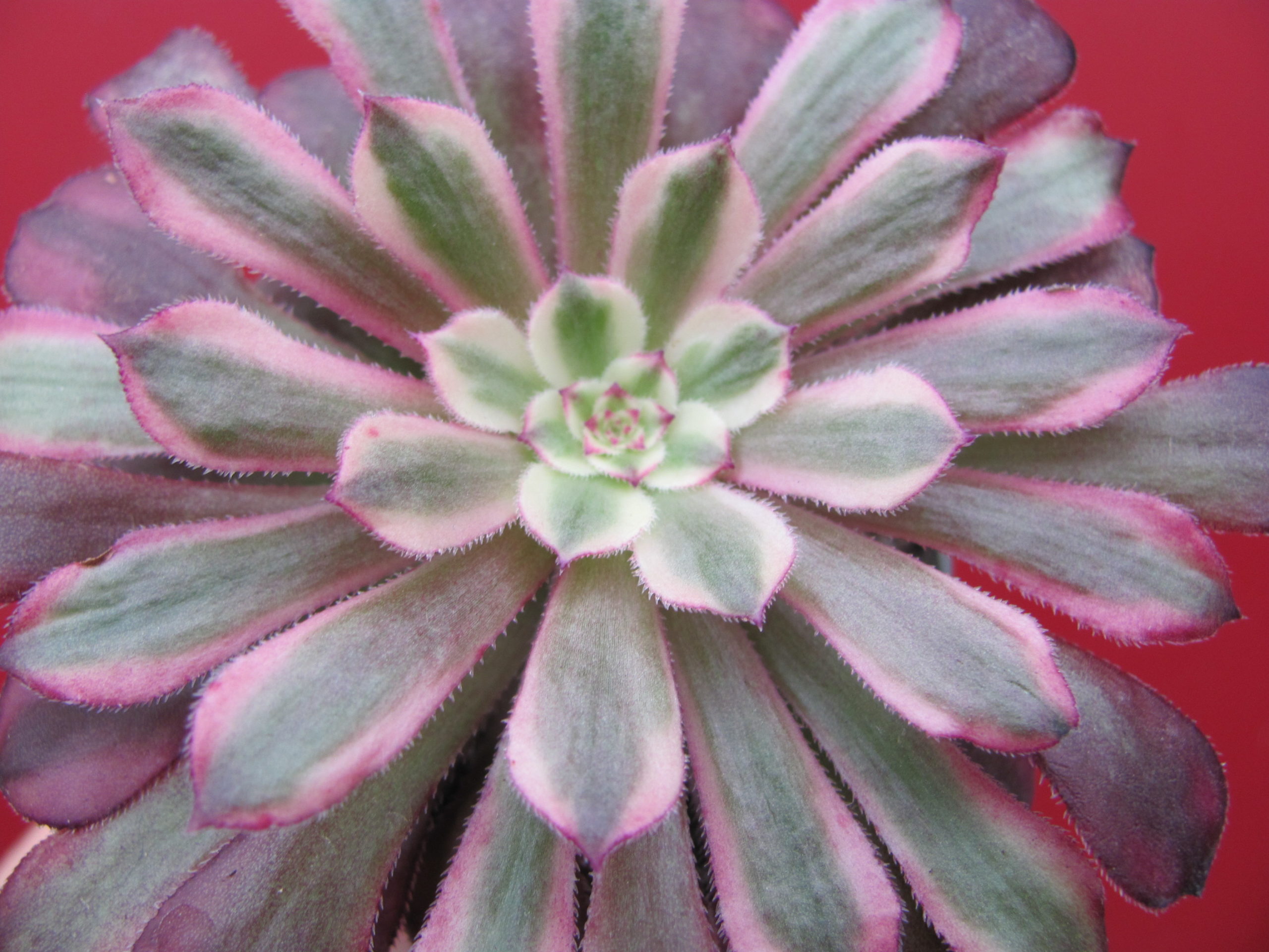Aeonium   Mardi  Gras