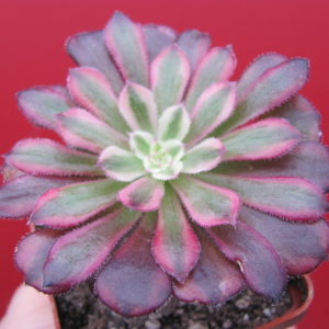 Aeonium   Mardi Gras