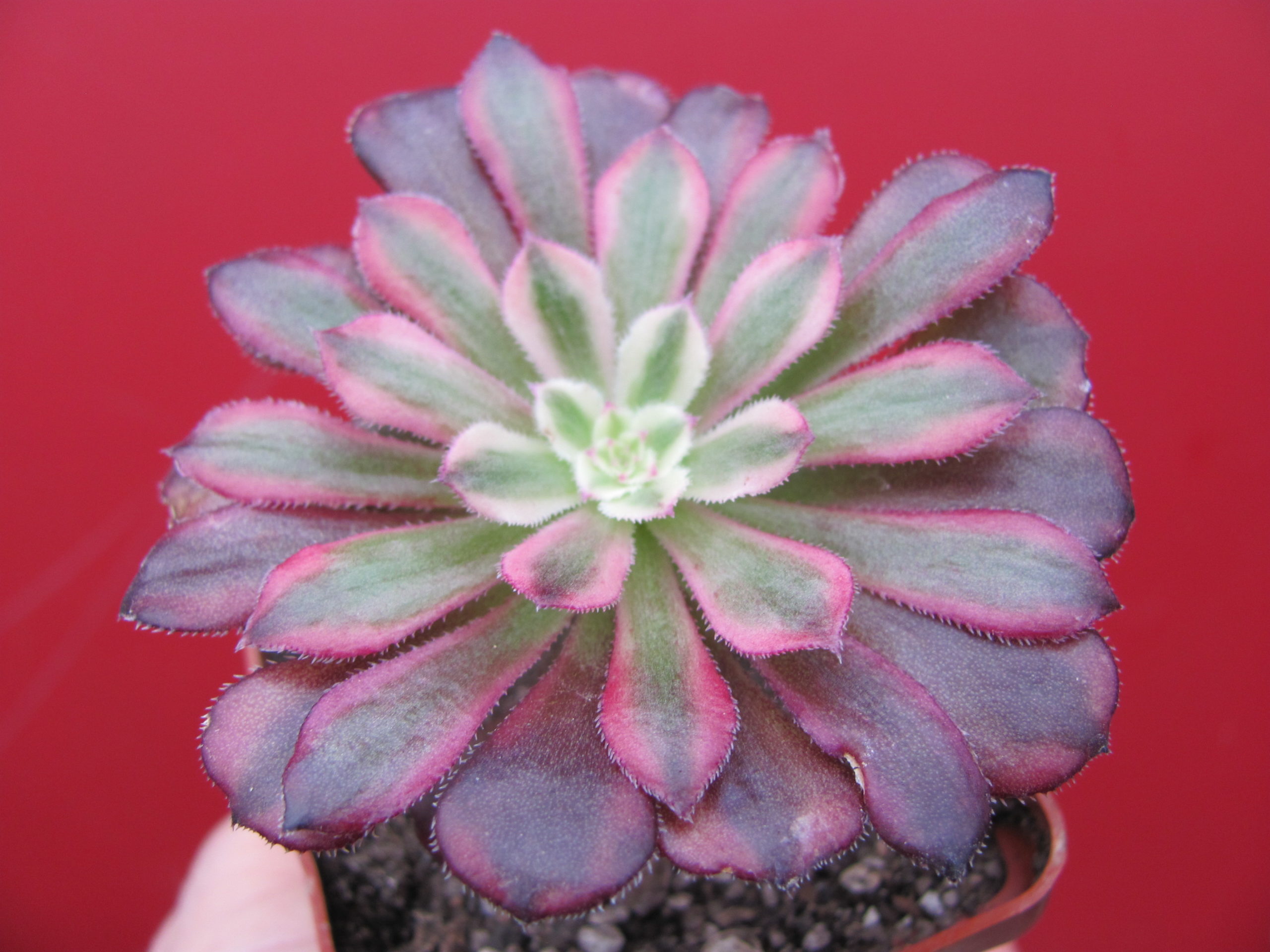 Aeonium   Mardi Gras