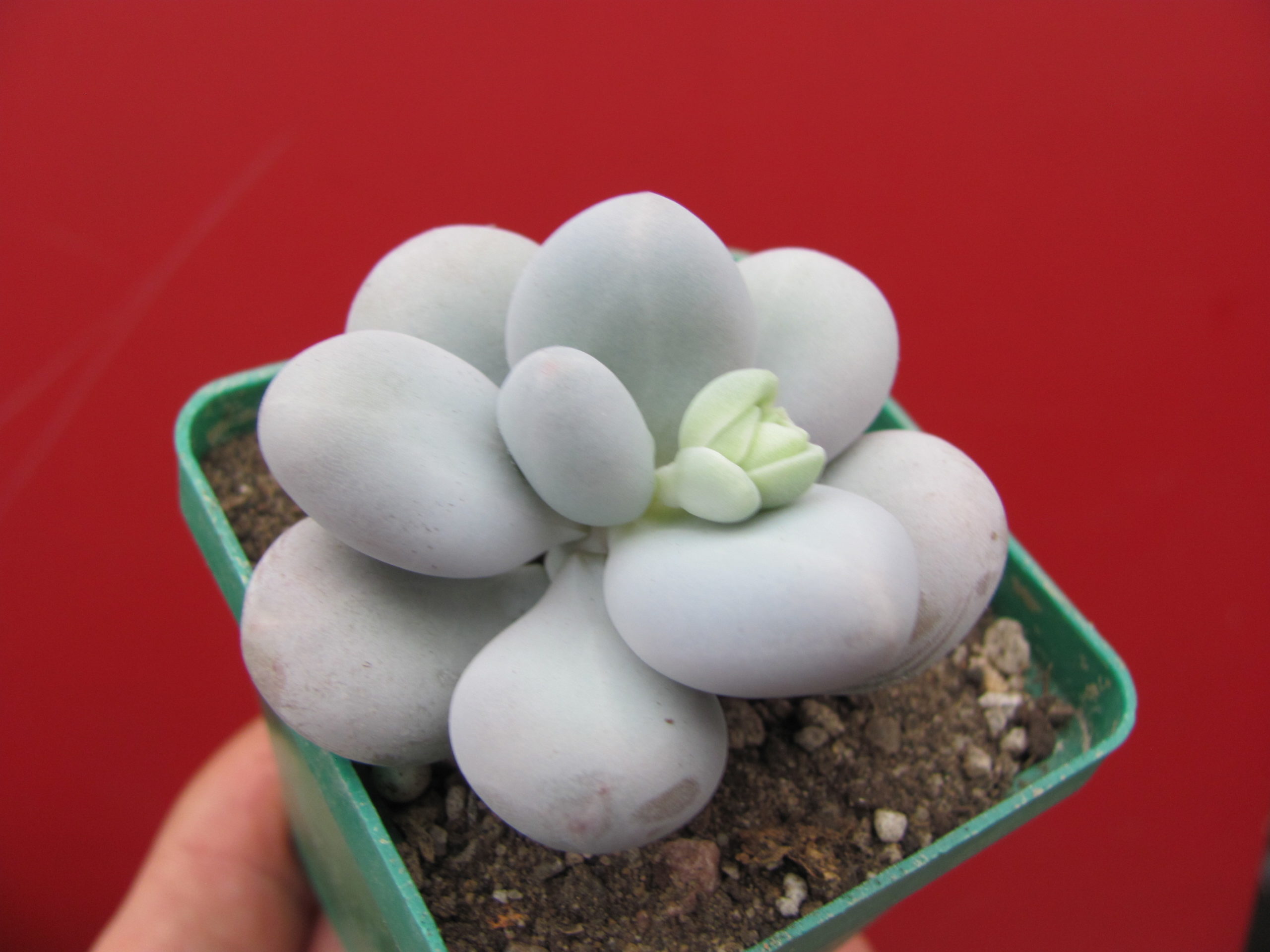 Pachyphytum    oviferum