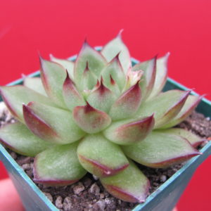 Echeveria  *Polaroid  Anna*