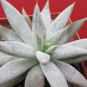 Echeveria    tolimanensis