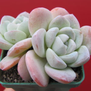 Echeveria   hybr.       #19         ( hybrid  Lipskiy )