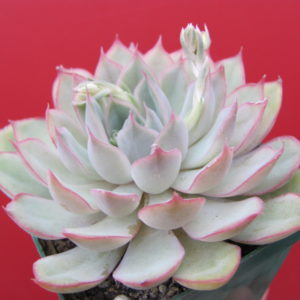 Echeveria   Orion