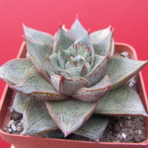 Echeveria     purpusorum   *White  form*