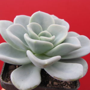 Echeveria    Orpet