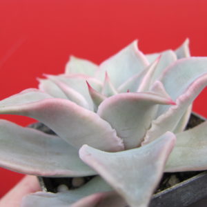 Echeveria   Madiba