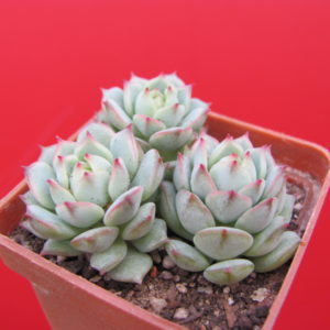 Echeveria    derenbergii   3 разом