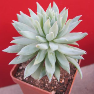 Dudleya   farinosa