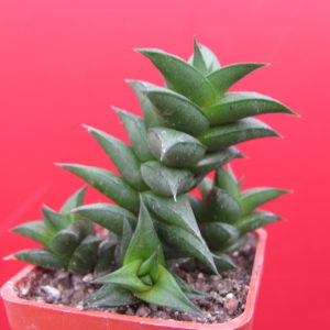 Haworthia   viscosa