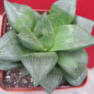 Haworthia  retusa   *Giant*