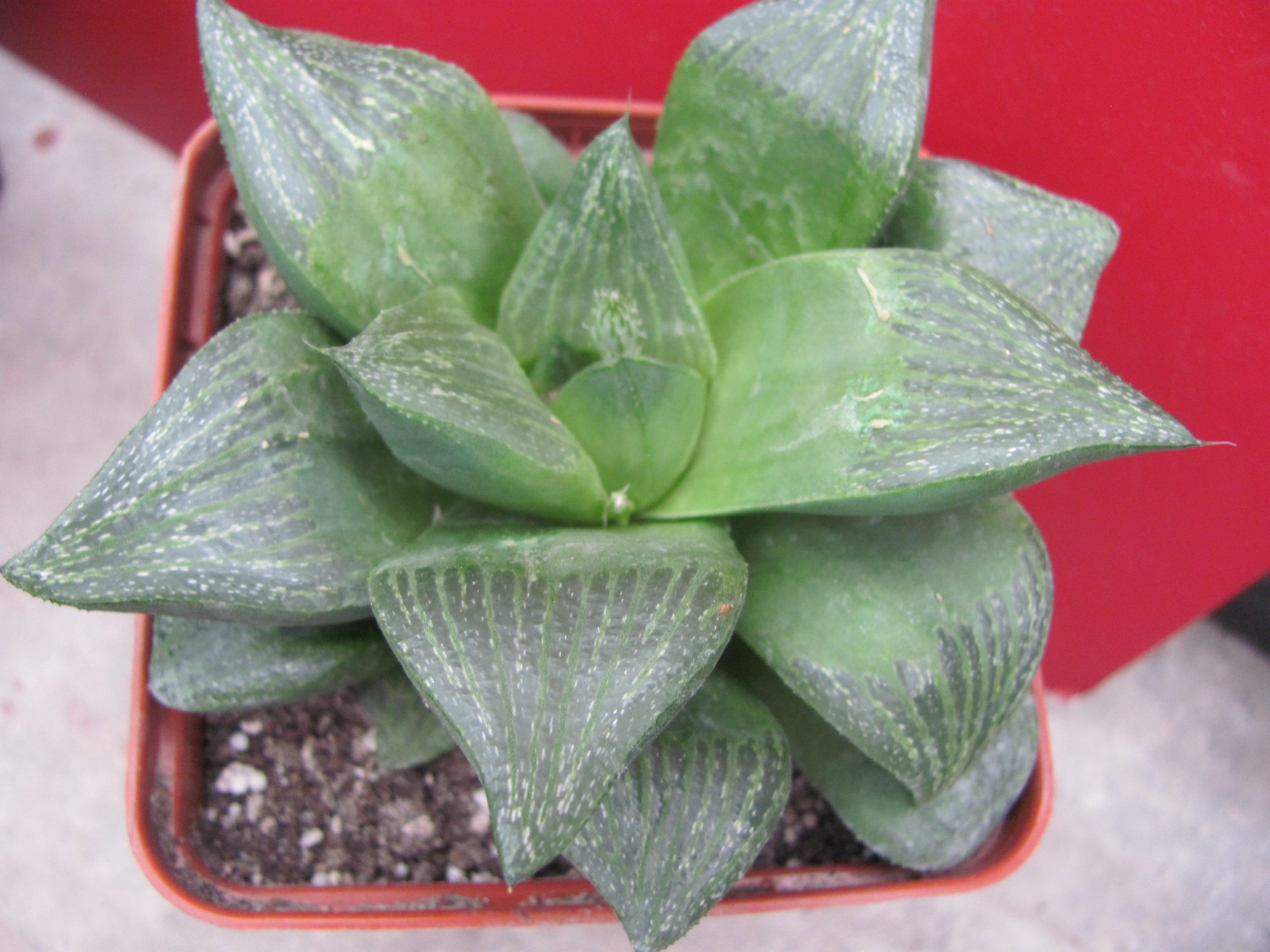 Haworthia  retusa   *Giant*