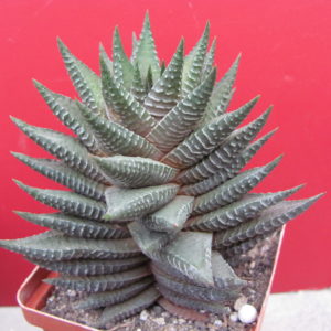 Echeveria    limifolia    hybr.