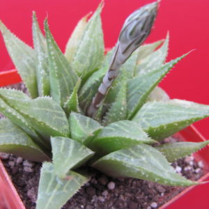 Haworthia   emelyae    multifolia