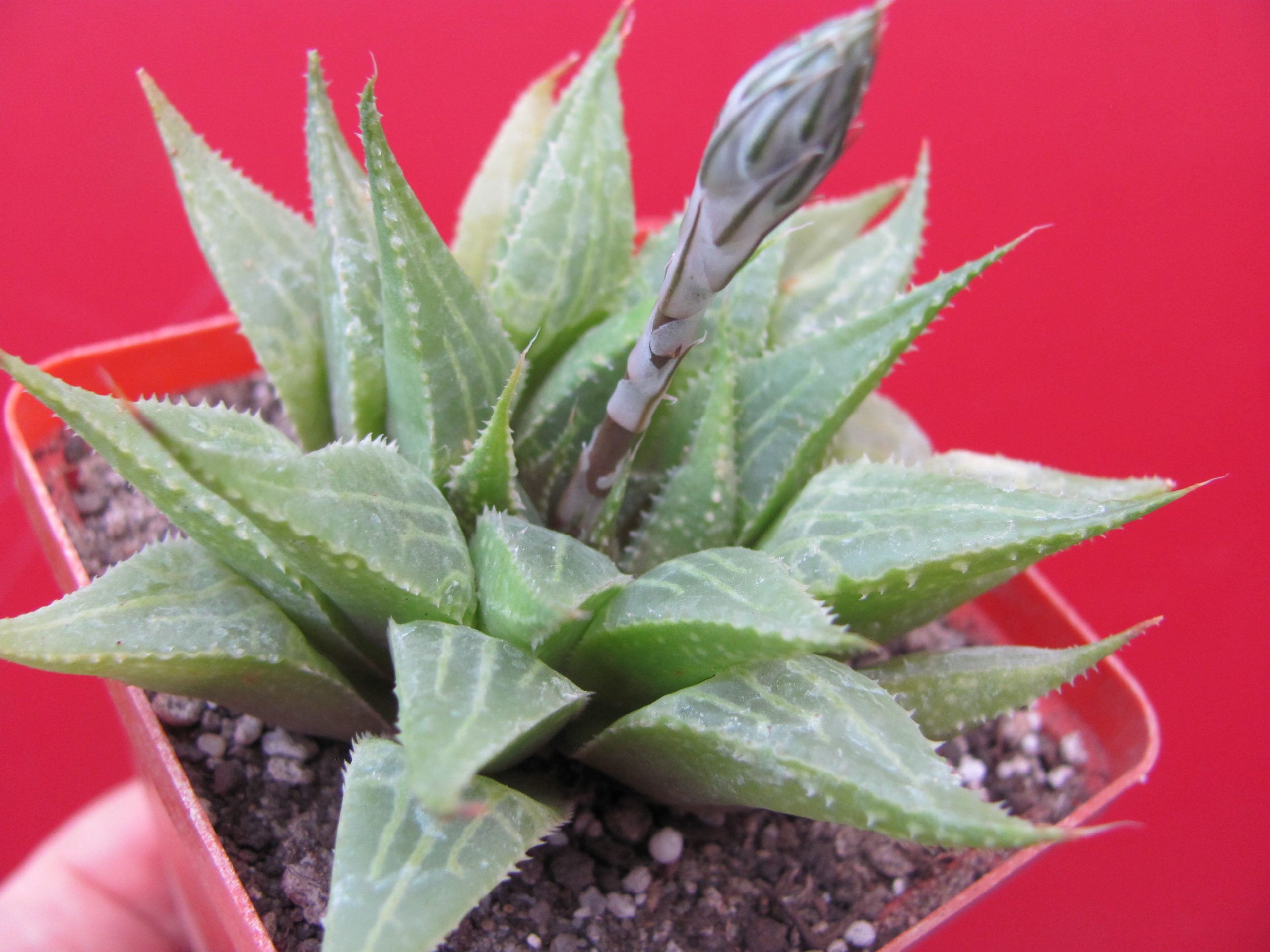 Haworthia   emelyae    multifolia