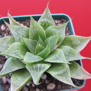 Haworthia   emelyae    multifolia
