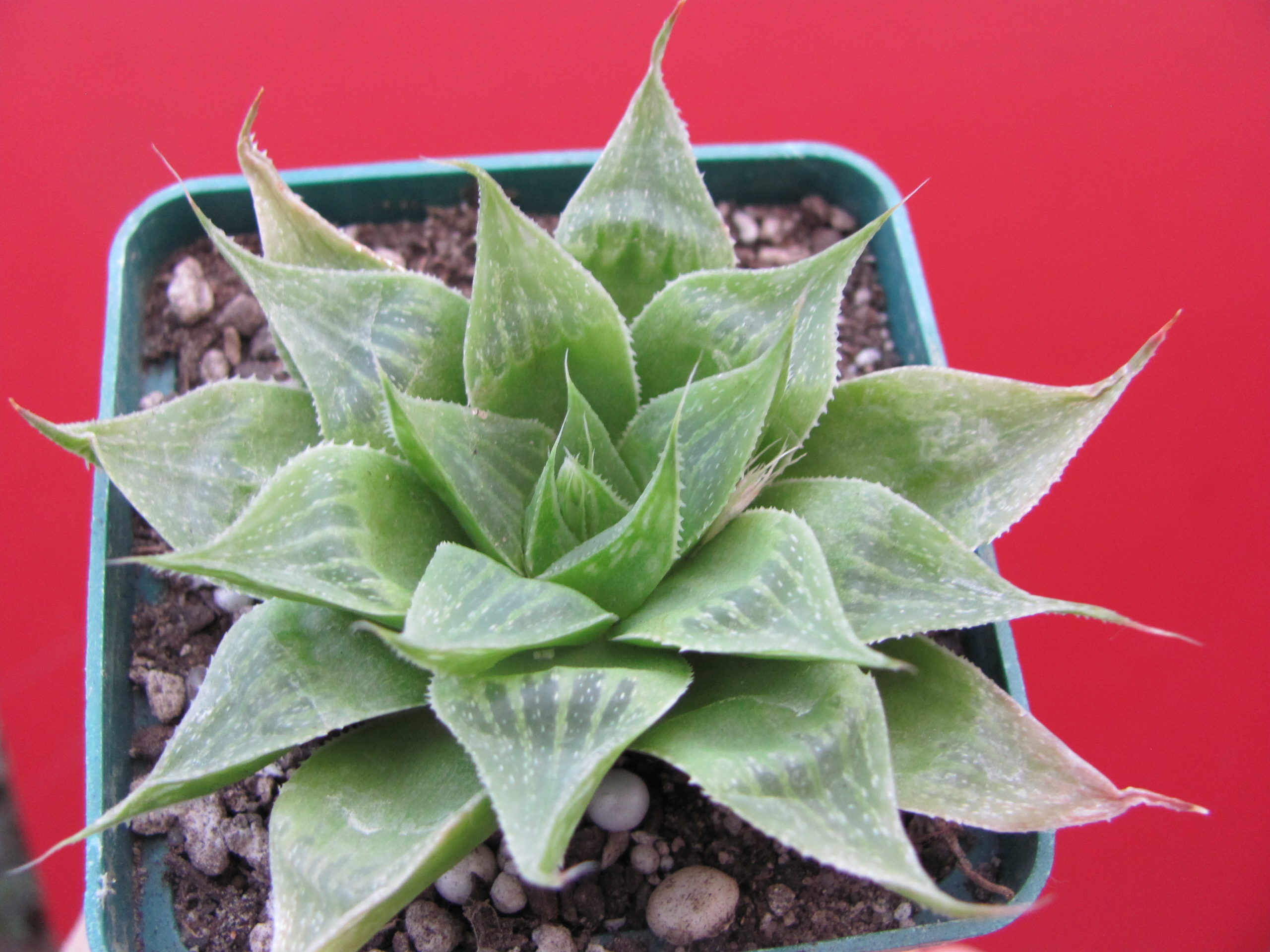 Haworthia   emelyae    multifolia