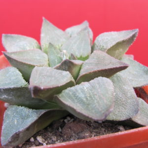 Haworthia   pygmaea   hybr.