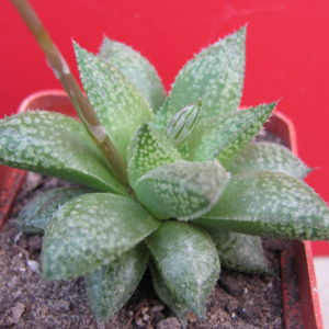 Haworthia         *Michael  Cocozza*