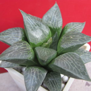 Haworthia    comptoniana    Uhlig