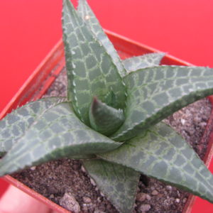 Haworthia   tessellata    *Parva*