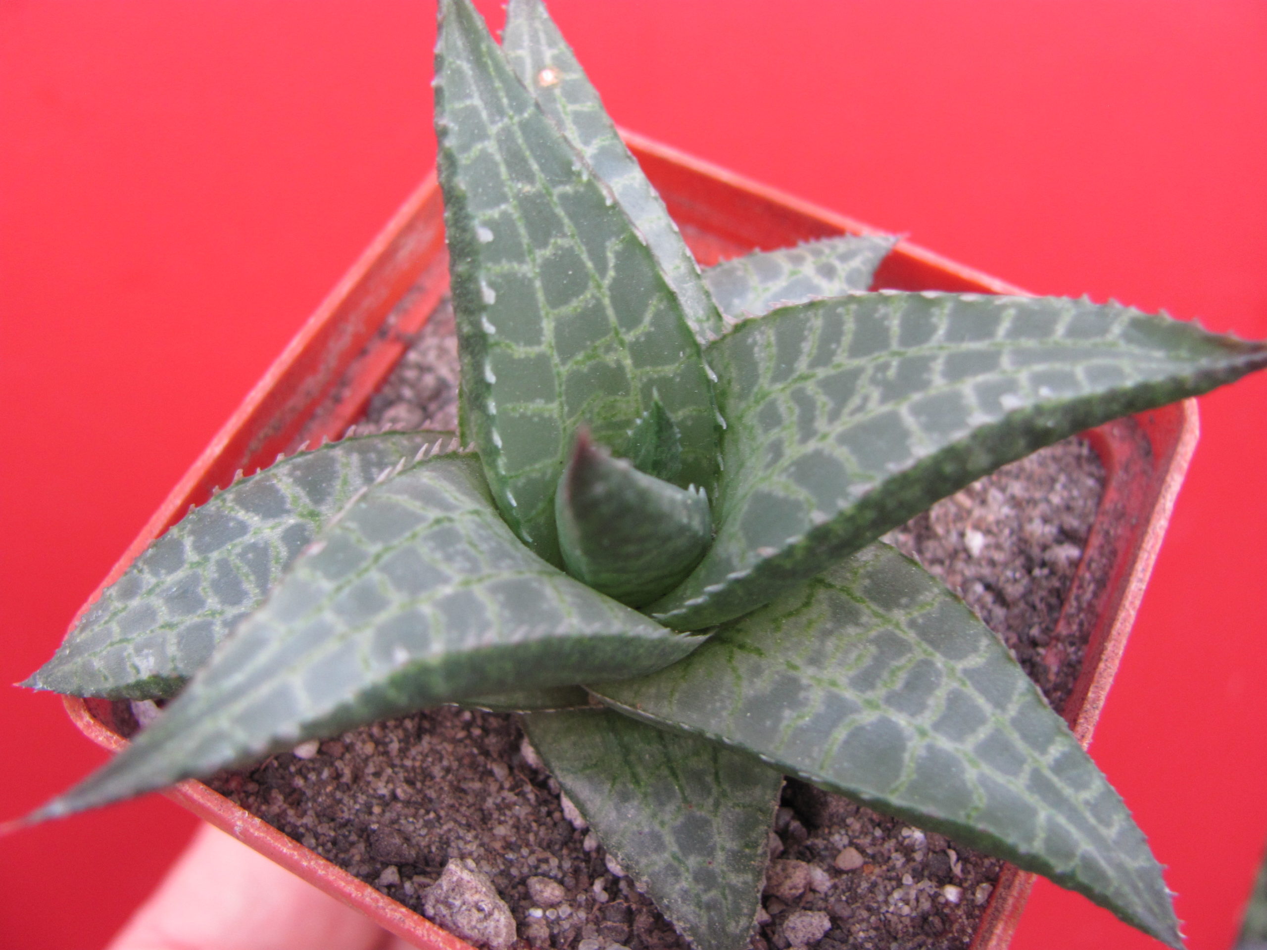 Haworthia   tessellata    *Parva*