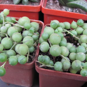 Senecio  rowleyanus    2 разом