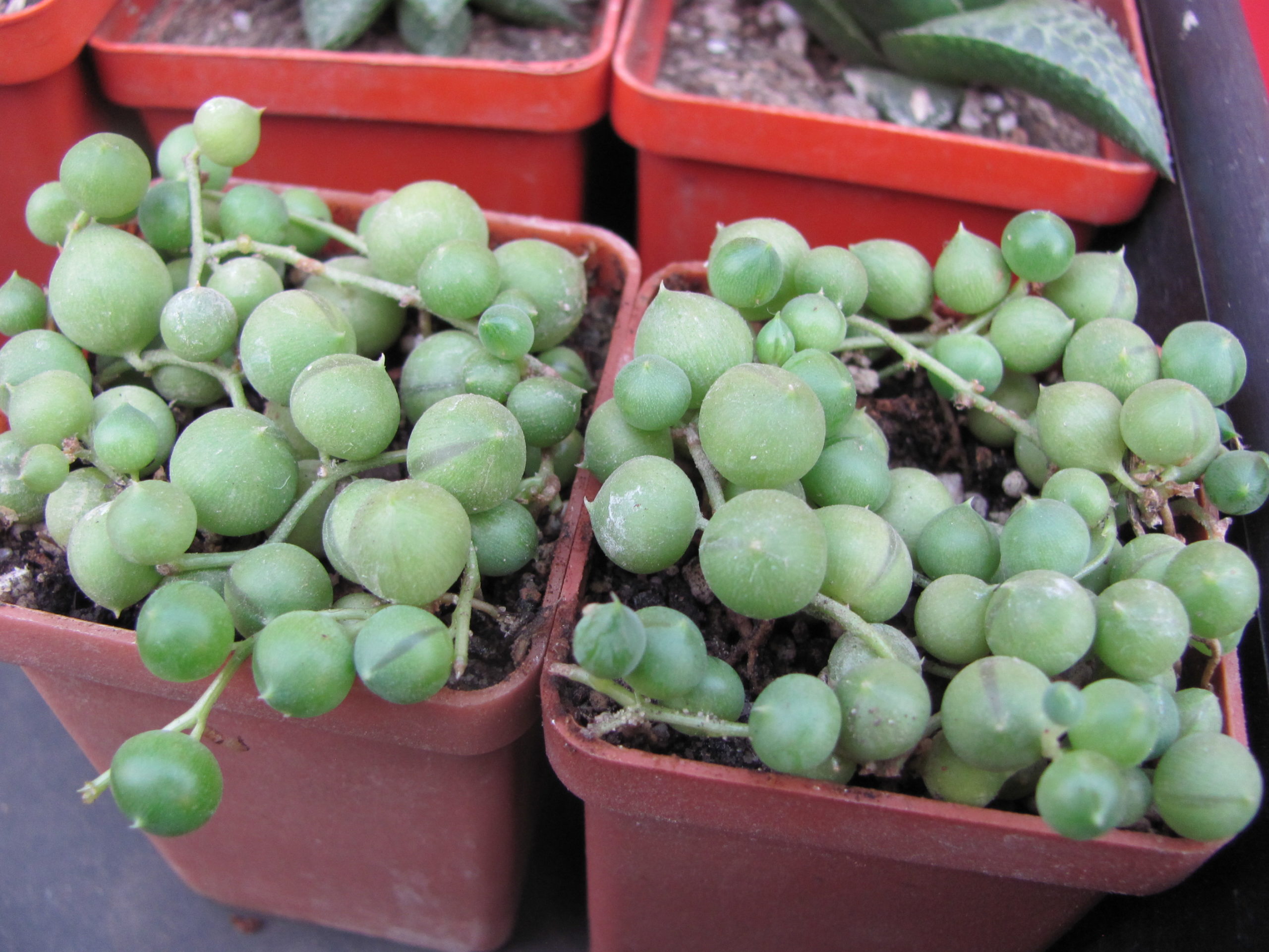 Senecio  rowleyanus    2 разом