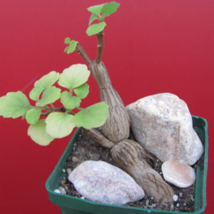 Plectranthus  ernstii