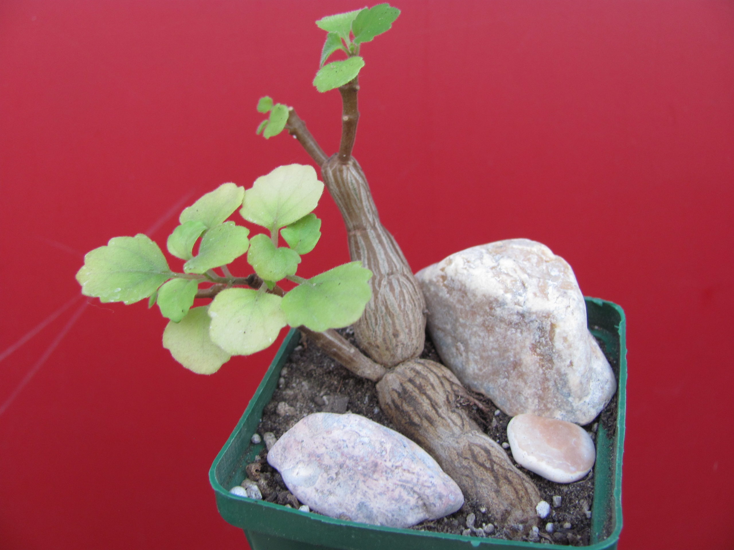 Plectranthus  ernstii