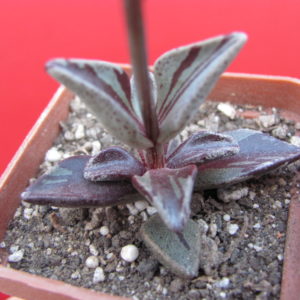 Lenophyllum   guttatum   variegata