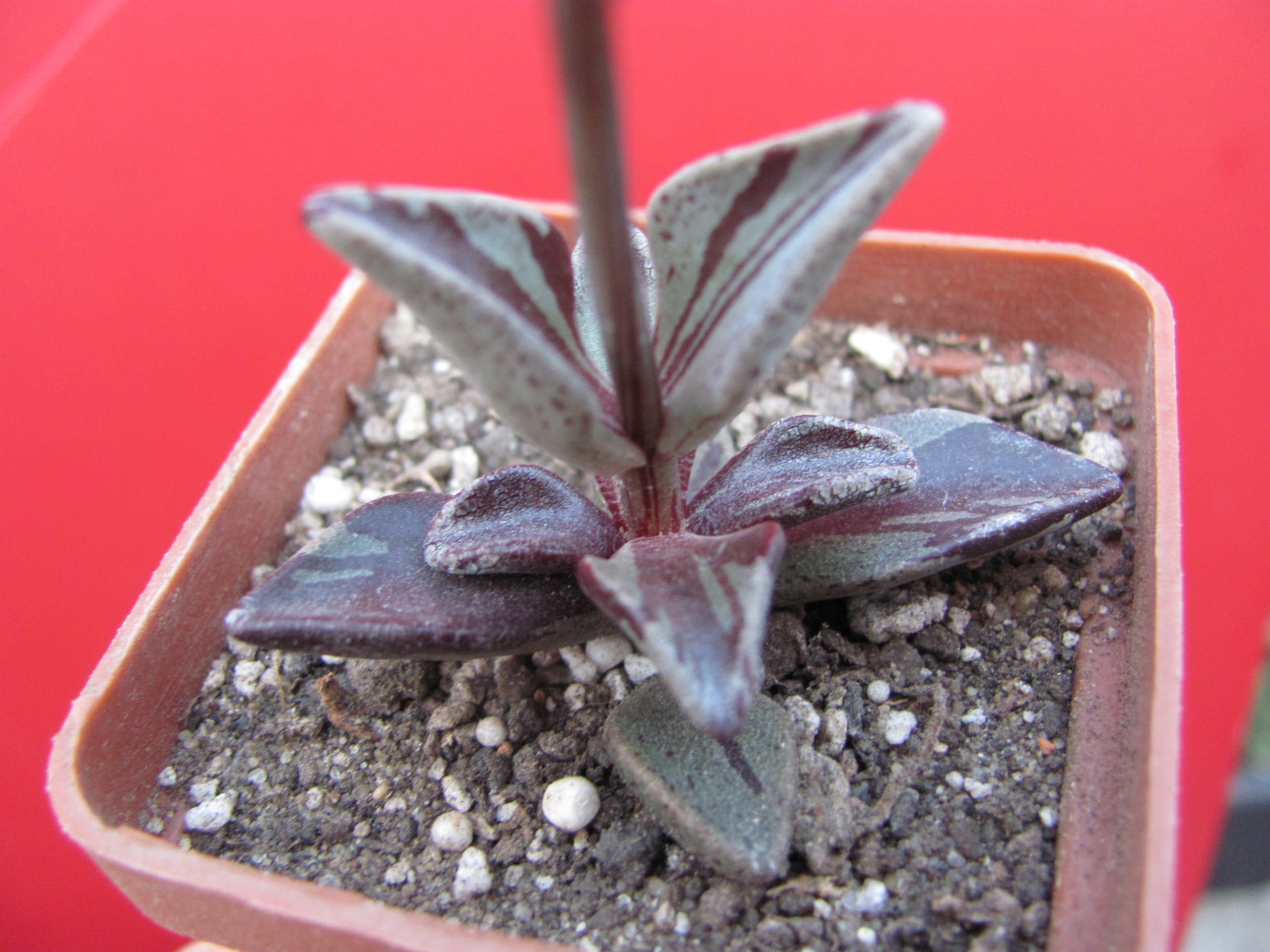 Lenophyllum   guttatum   variegata